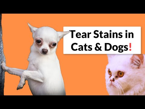 What Are Tear Stains in Dogs & Cats - How to Treat & Prevent them?