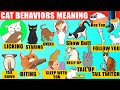 Strange Cat Behaviors Explained Compilation Cat Body Language Jaw Dropping Facts About Cats