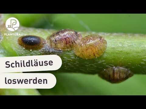 Schildläuse erkennen, vorbeugen & bekämpfen: Unsere Experten-Tipps (Video)