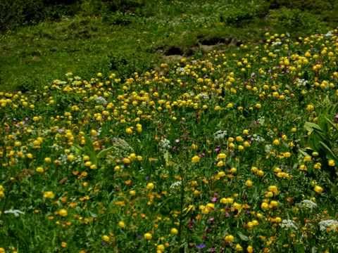2014 06 11 2014 06 11 Allmendhubel  -- im Schilt - Mürren