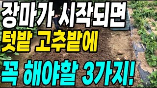 장마가 시작되면 텃밭 고추밭에 꼭 해야할 3가지! 이것만 하면 농사 대박납니다