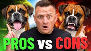 Boxer Dog Pros & Cons (Watch This Before You Get One!)
