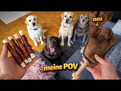 POV: You live with 4 dogs and 13 cats (Philipp breaks a new toy 😭)