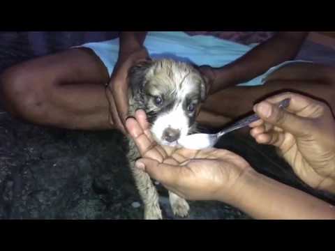 Actor dhanaraj and his son saves dog from heatstroke