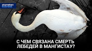 С чем связана смерть лебедей в Мангистау?