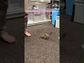 ミーアキャットベビー♀（2026年4月産まれ）超べた馴れ♪のYouTubeサムネイル画像