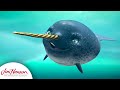 The Search For The Horned Whale Splash And Bubbles The Jim Henson Company