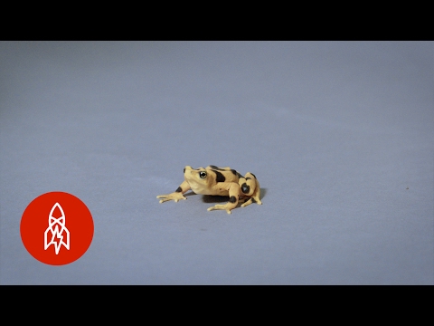 Pint-sized, Poisonous and Imperiled