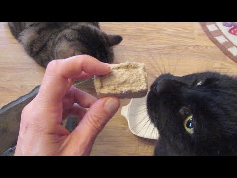 Cats Try Reconstituted Primal Raw Freeze Dried Cat Food
