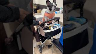 フレブルをホテルに預けたら泣きそうになりました。私達の方が寂しすぎて限界かも。