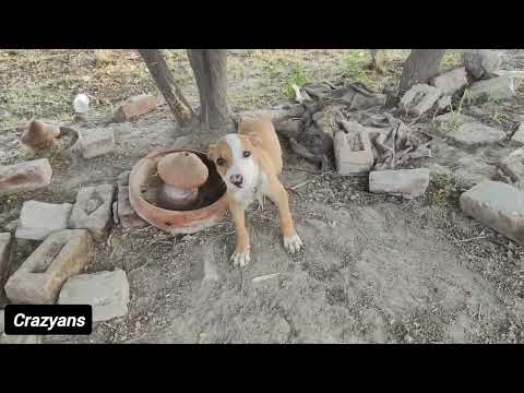 Mamo Aleem brought a new dog and will try to make it a hunter and be successful (attractive village)