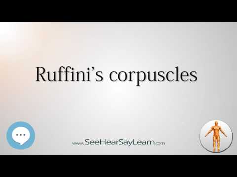 Ruffini's corpuscles    Anatomy Named After People 🔊