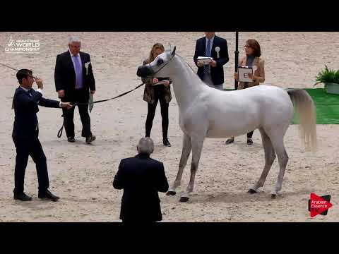 N.38 MOZN AL BIDAYER - Paris 2017 - Junior Fillies (Class CM2B)