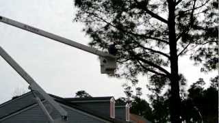 preview picture of video 'Certified Arbor Pine Tree Removal, Pass Christian, MS'