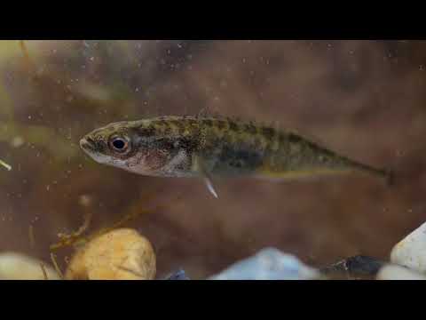 The Wildlife Garden Project | A guide to fish in your wildlife pond