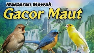 Download lagu MATERI GACOR MAUT‼️Sikatan Londo,Tledekan,Kenari.#masteranburung #suaraburung mp3 Download lagu MATERI GACOR MAUT‼️Sikatan Londo,Tledekan,Kenari.#masteranburung #suaraburung mp3