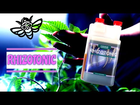 Canna Rhizotonic  🌴 Erklärt 🌷#28
