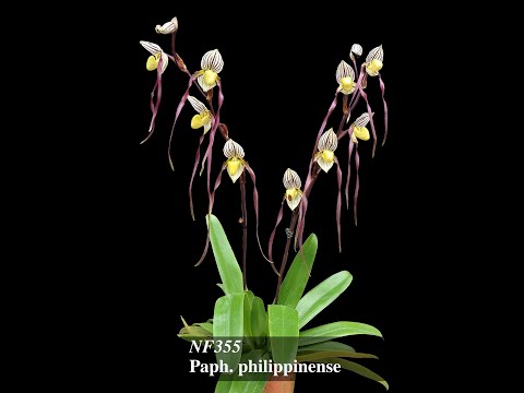 Norman Fang Live!  Episode 122 Growing Paphiopedilum philippinense and hybrids