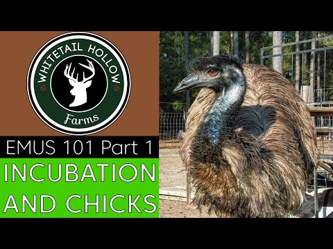 EMUS 101 Part 1: Incubation and Chicks