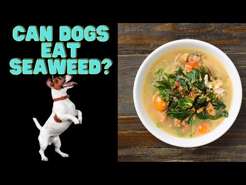 Can dogs eat Seaweed? Safe Types-Benefits-Side Effects