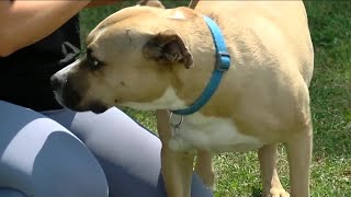 Why is Western New York so good at rescuing dogs
