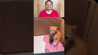Esse passarinho e esse gatinho vão se tornar melhores amigos #shorts