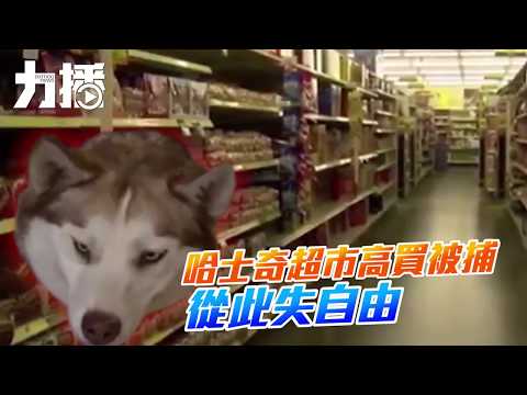 送往動物收容所待領