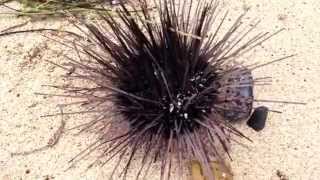 preview picture of video 'Sea Urchin at Kite Beach. East End St Croix USVI'
