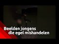 Schokkende beelden van egeltje dat weggetrapt wordt.