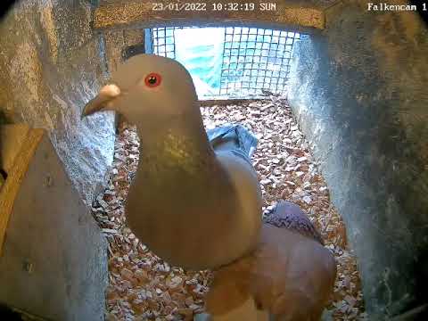 23.01.22 Lutz vertreibt die Tauben 2/3