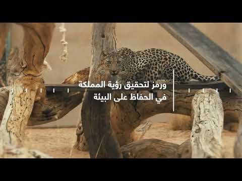 الهيئة الملكية لمحافظة العلا تحتفل بولادة جديدة لشبل النمر العربي