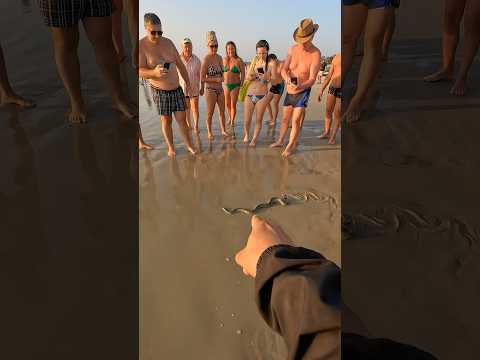 🚫 Do NOT touch! This sea snake can kill with one bite 😱