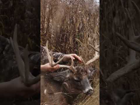 Miss Chasing Rutting Bucks #michigan #whitetail #hunting #bigbuck