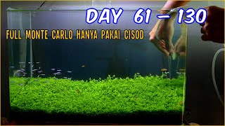 Update Tank DSM Karpet Monte Carlo 50cm | Setelah di Isi Air