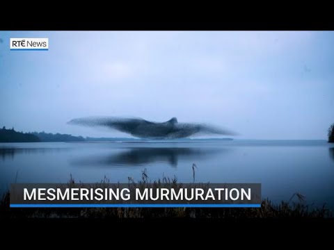 Mesmerising Murmuration