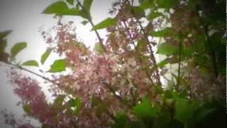 &quot;Like Blood Like Honey&quot; by Holly Brook (Skylar Grey)