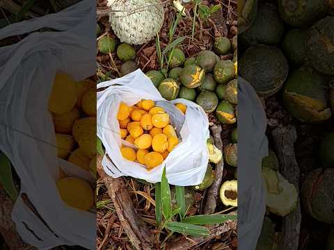 Pequi E Marolo De Minas Gerais #shorts