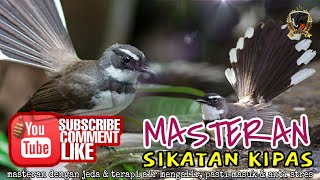 Download lagu WAJIB COBA...!!! Masteran AMPUH Sikatan Kipas...!!! | Radja Kicau Mania mp3