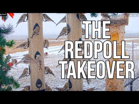 Huge Flock of Redpolls! (100+ flock)