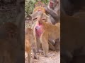 Monkey Funny Video Shorts