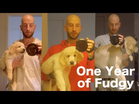 福吉的一週年時間推移：另外，新的狗狗們! (Fudgy’s One Year Time-lapse: plus, new doggies!)