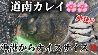ブラー初心者なのにナイスサイズのカレイが連発するww【北海道釣り】