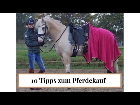 10 tips for buying a horse | How to play it safe | LILGRO