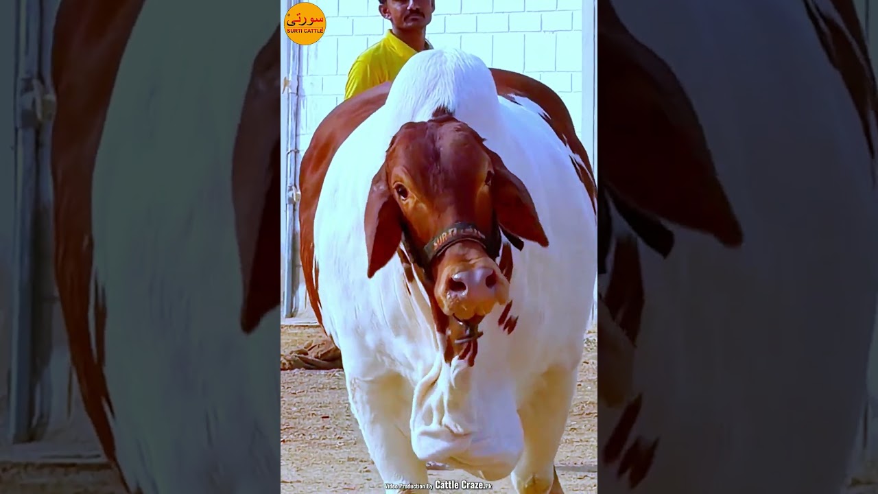 Burberry Surti Cattle Farm