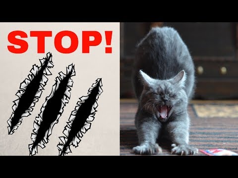 Stop Your Cat From Scratching The Furniture | Cat Problems 101