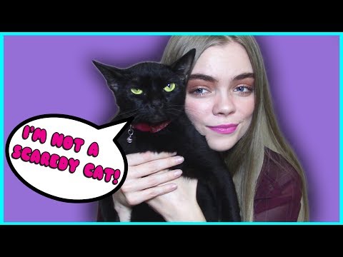 HOW MAKE YOUR CAT ACT LIKE A DOG! (Helping Scaredy Cats)
