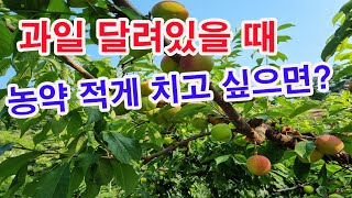 과일 달려있을 때 농약 적게 치고 싶다면?(과수 농약방제, 과수 병충해 방제법,과일나무 병충해, 농약 바르게…