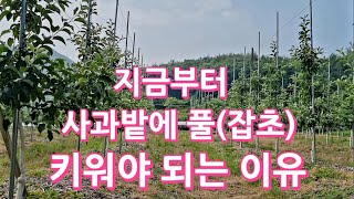 지금부터는 사과밭에 풀(잡초)키워야 합니다