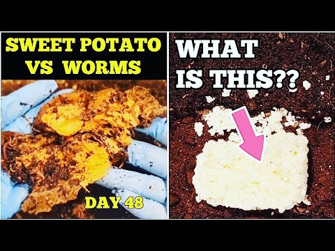 Whole Sweet Potato GONE, DESTROYED, FINISHED!!! NEW Experiment For Red Wiggler Worm Composting Bin