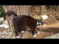 Tuxedo Cat By The Forest Started Purring Loudly When I Petted Her